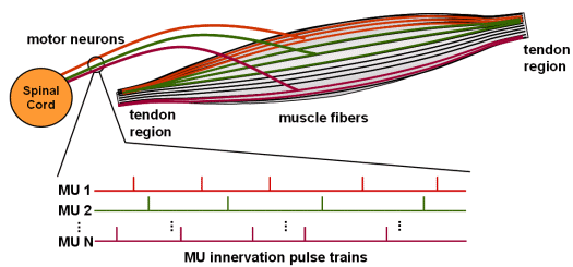 Schematic picture of human muscle with different Motor Units (MU)